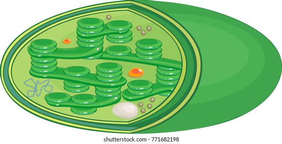 Structure of typical higher-plant chloroplast