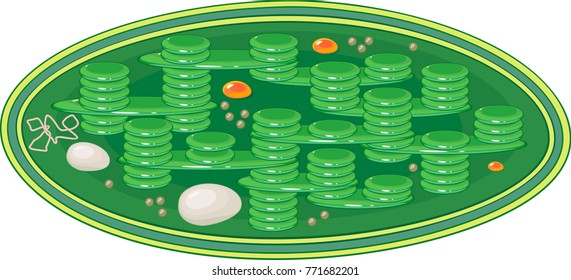 Structure Typical Higherplant Chloroplast Stock Vector (Royalty Free ...