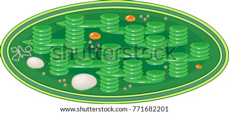 Structure of typical higher-plant chloroplast Stock photo © 
