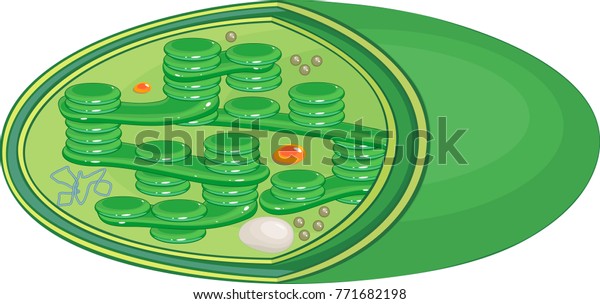 Structure Typical Higherplant Chloroplast Stock Vector (Royalty Free ...