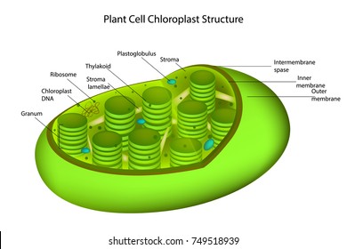 Structure of a typical higher-plant chloroplast. Chloroplast Diagram