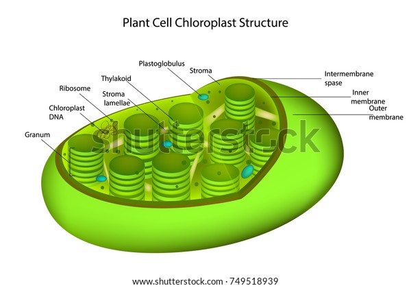 Structure of a typical higher-plant chloroplast.\
Chloroplast Diagram