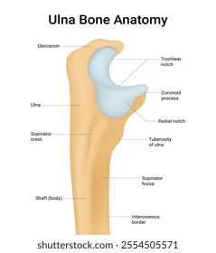 Structure of Ulna Bone Anatomy