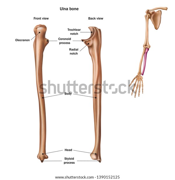 Structure Ulna Bone Name Description All Stock Vector Royalty Free 1390152125 2289