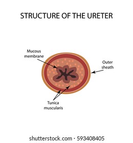 Structure of the ureter. Infographics. Vector illustration on isolated background.