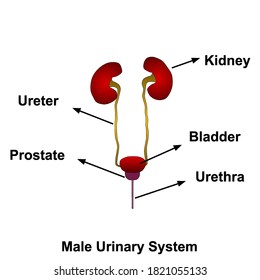 Structure of urinary system, Urinary system anatomy isolated on white background, Human urinary anatomy education vector illustration.