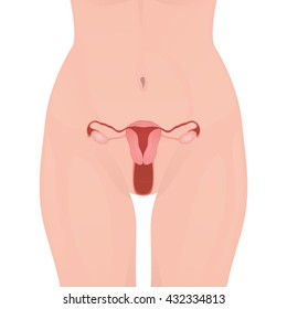 structure of the uterus, female reproductive system, organs location scheme