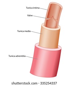 Structure Of A Vein, Showing Three Layers Of The Vessel Wall And A Valve In Cross Section.