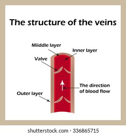 The structure of the veins. Infographics. Vector illustration.