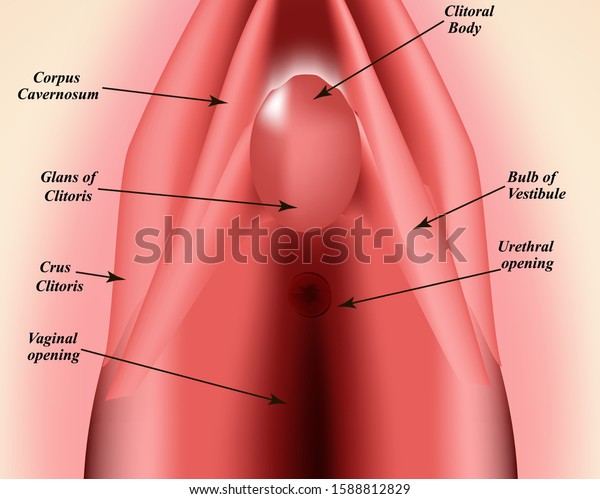 The structure of the vulva. The\
structure of the clitoris. Female genital organs. Hymen.\
Infographics. Vector illustration on isolated\
background.
