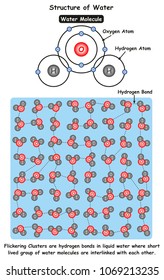 Structure of Water infographic diagram showing molecule of water and ionic bonds between oxygen and hydrogen atoms also microscopic view showing flickering clusters for chemistry science education