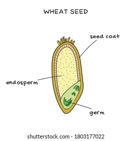 Structure of wheat seed grain, vector infographics. Biology and botany science banner, illustration.
