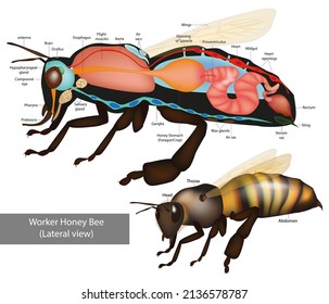 Estructura de la abeja de miel del trabajador (vista lateral). Anatomía de abeja con órganos internos, esquema educativo de ilustración vectorial.  Vector