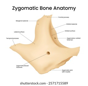 Structure of Zygomatic Bone Anatomy