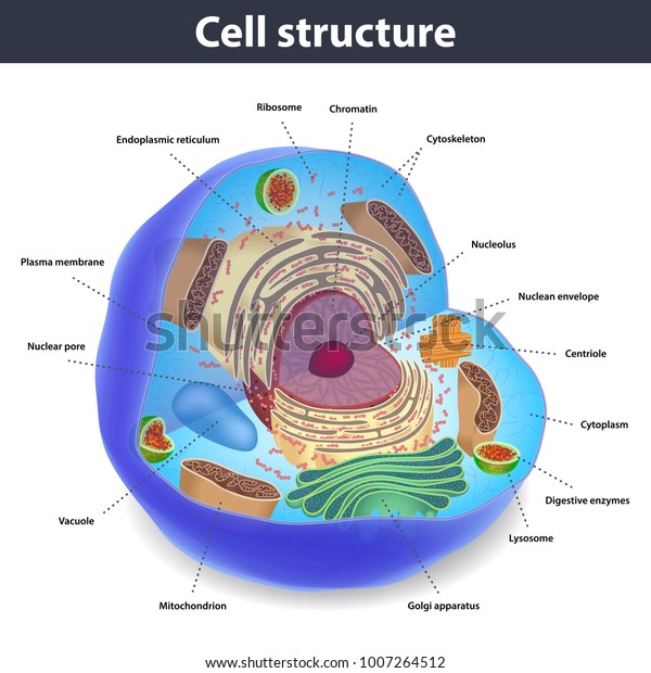 Structuree Human Cells Vector Illustration Stock Vector (Royalty Free ...