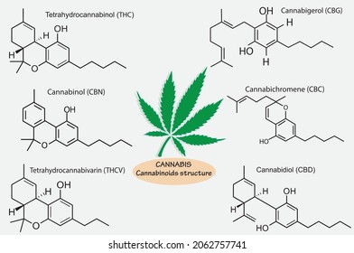 Structures of cannabinoid in cannabis plant isolated on background. 