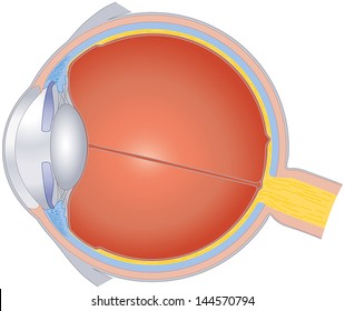 Structures Of The Human Eye. Isolated illustration and cross section of the sense organ with all important components like lens, pupil, eye chamber, retina, optic nerve and rainbow skin.