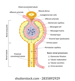 Structures and processes of the renal nephron
