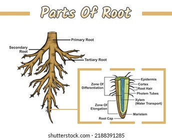 Structures of root illustration.
Vector file, easy to edit, ready to use, ready to print, education, colorful.