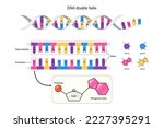 Struture of DNA double helix. Nucleotide and Polynucleotide. Thymine, Adenine, Cytosine and Guanine. Phosphate and sugar.