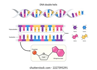 Estructura del ADN doble hélice. Nucleótido y polinucleótido. Thymine, Adenine, Cytosine y Guanine. Fosfato y azúcar.