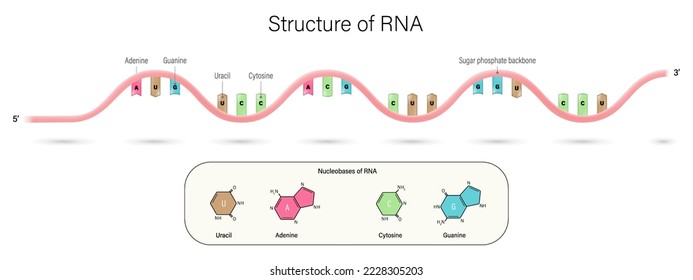 Estructura del vector del ADN. Ácido ribonucleico. Uracil, Adenine, Citosina y Guanine. Pareja base y espina dorsal fosfato de azúcar.