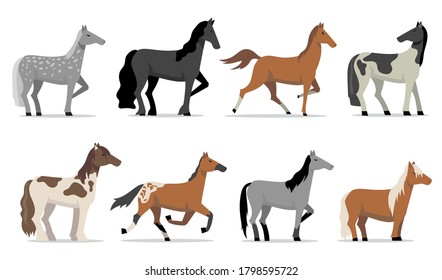 Caballos. Coloridos estalliones de carreras de razas en pie y corriendo. Isolación de ilustraciones vectoriales planas para ganadería, cría de caballos, negocios, concepto de mascotas