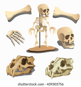 The study of the human skeleton and skulls of the extinct animals. Vector illustration.