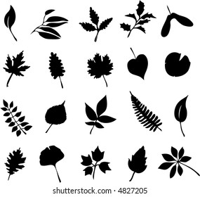 A study of leaves including maple, oak, fern, ash, laurel, holly, linden, ginkgo, and more