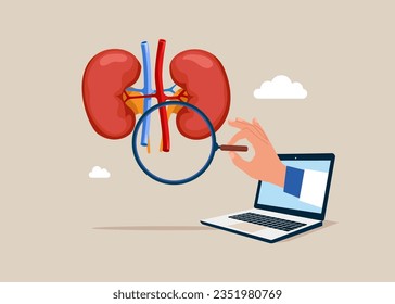 Studying donor inner organ. Computer examining kidneys. Medicine, physiology and pharmacy research.