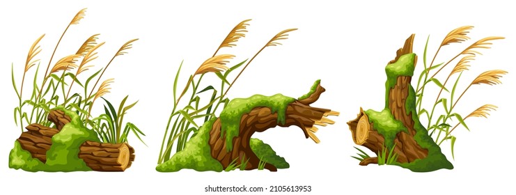 Stump in moss with reeds. Cartoon log, cattail in swamp jungle. Broken tree in fungus and bulrush. Isolated vector element on white background.