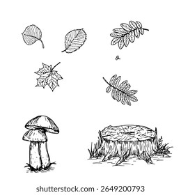 Stump on the edge of forest in grass, tree leaves and mushrooms, black and white sketch. Vector illustration. Set of autumn and summer plants, isolated on a background. For books, postcards, textiles
