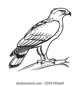 Stunning African Harrier Hawk Design. Concept of Bird Design.