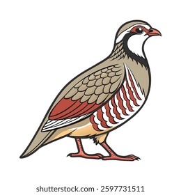 Stunning Arabian Partridge Bird Colorful Illustration. Concept of Bird Design.