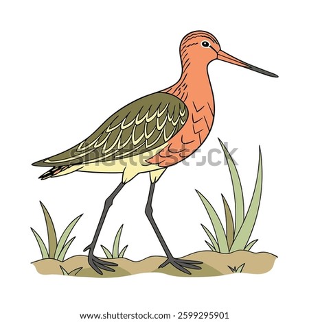 Stunning Bar Tailed Godwit Design. Concept of Bird Design.