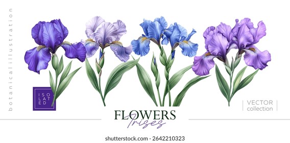 Stunning and Beautiful Iris Flowers Displaying a Variety of Shades in Blue and Purple. Vectorized hand drawn gouache illustrations.