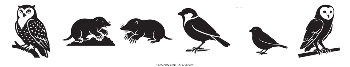 stunning bird with bright feathers and intricate details captured in natural environment showcasing wildlife beauty