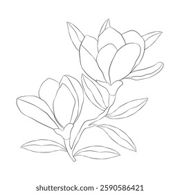 A stunning black and white magnolia flower line art illustration. Magnolia flower outline for coloring book