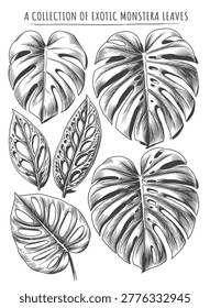 A stunning collection of exotic Monstera leaves, featuring Deliciosa and Adansonii varieties, in a meticulous vintage engraving style. Highly sought after for tropical resort branding, summer apparel design, and natural botanical merchandise.