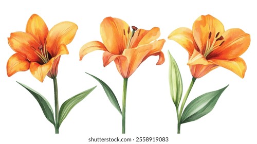 A stunning collection of watercolor illustrations showcasing orange lilies in full bloom, accented by lush green leaves on a white background.
