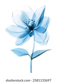 A stunning digital illustration of a translucent blue flower created in an X-ray style, showcasing intricate details, soft textures, and an ethereal botanical aesthetic