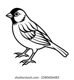 Stunning Finches Bird Vector Illustration for Nature Lovers