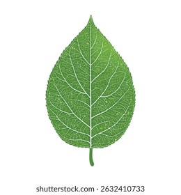 Stunning Green Leaf High Resolution Image Textures
