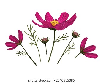 A stunning illustration of a Cosmea flower, showcasing its delicate petals and vibrant colors, perfect for floral designs, botanical themes, and nature-inspired projects.