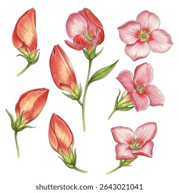 Stunning illustration of a pink lily flower with soft, delicate petals and intricate details. Perfect for floral themed designs, botanical prints, and elegant nature inspired artwork.