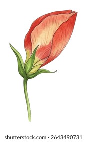 Stunning illustration of a pink lily flower with soft, delicate petals and intricate details. Perfect for floral themed designs, botanical prints, and elegant nature inspired artwork.