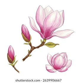 Stunning magnolia flowers on delicate branches. Soft pink petals exude elegance and charm, perfect for floral designs, prints, and home decor. A graceful botanical illustration full of beauty.