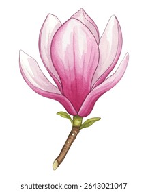 Stunning magnolia flowers on delicate branches. Soft pink petals exude elegance and charm, perfect for floral designs, prints, and home decor. A graceful botanical illustration full of beauty.