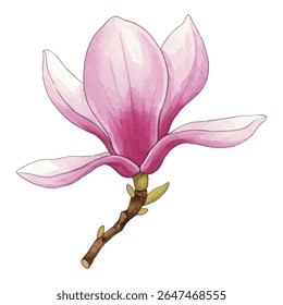 Stunning magnolia flowers on delicate branches. Soft pink petals exude elegance and charm, perfect for floral designs, prints, and home decor. A graceful botanical illustration full of beauty.