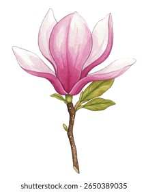 Stunning magnolia flowers on delicate branches. Soft pink petals exude elegance and charm, perfect for floral designs, prints, and home decor. A graceful botanical illustration full of beauty.